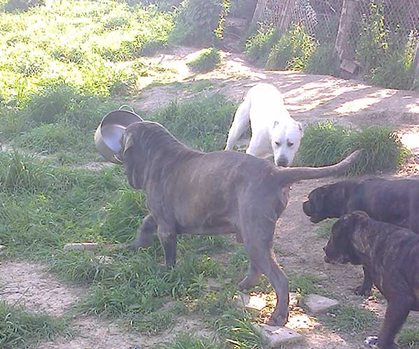 italian cane corso mastiff